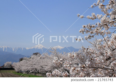 在Azumino的剩餘的雪的北阿爾卑斯山和盛開的櫻花行 在Azumino的剩餘的雪的北阿爾卑斯山和盛開的櫻花行 21765743