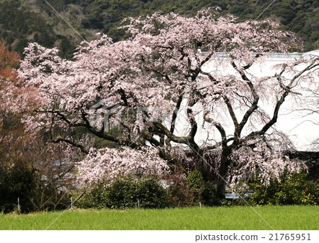 Cherry Blossoms	 21765951