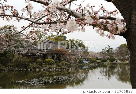 Cherry Blossoms Cherry Blossoms 21765952