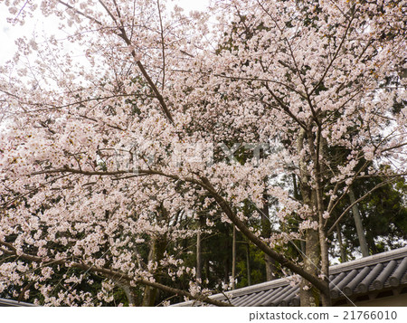 Sakura Daigoji 21766010