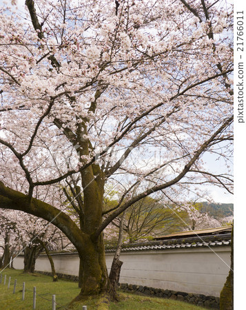 Sakura Daigoji 21766011