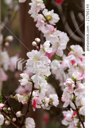 桃花 桃花 21766149