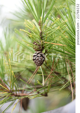 松果 21766152