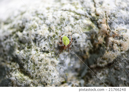 Wakigrosu sawama nomi damasc (female) 21766248