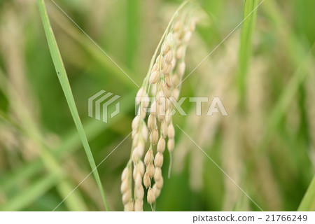 Rice cultivation 21766249