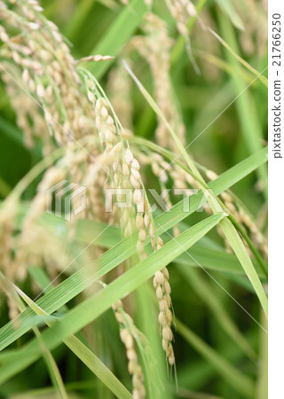 Rice cultivation 21766250