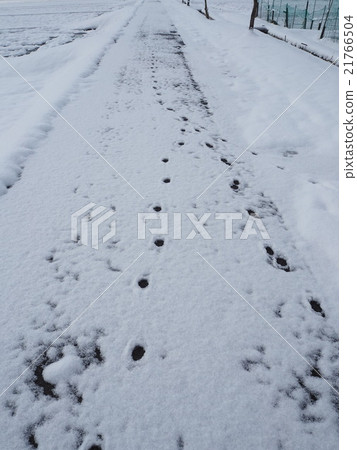 雪和腳印 21766504