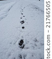雪和腳印 21766505