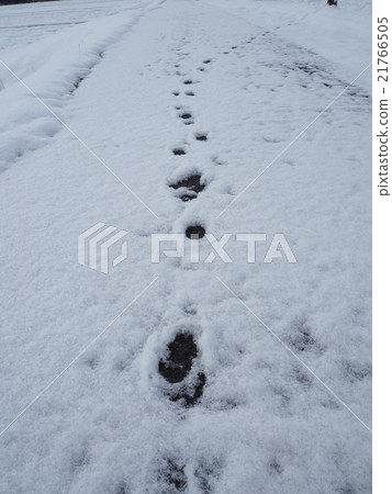 雪和腳印 雪和腳印 21766505