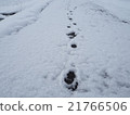 雪和腳印 21766506