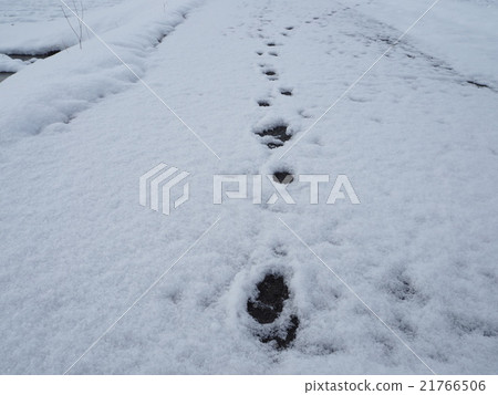 雪和腳印 雪和腳印 21766506