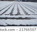 雪和稻田 21766507
