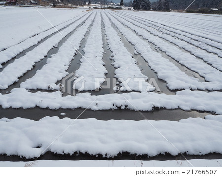 雪和稻田 雪和稻田 21766507