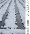 雪和稻田 21766509