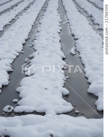 雪和稻田 雪和稻田 21766509