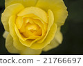 玫瑰 21766697