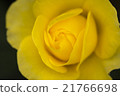 玫瑰 21766698