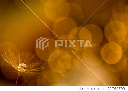 蓬鬆的絨毛 蓬鬆的絨毛 21766793