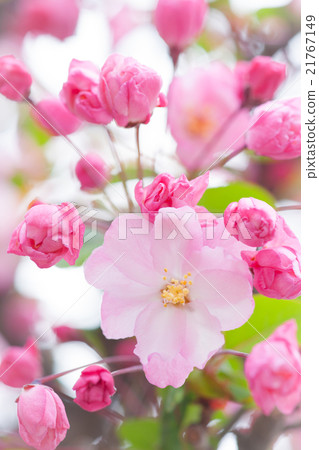 Haitai Haitai 21767149