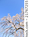 Branded cherry blossoms and blue sky 21767255