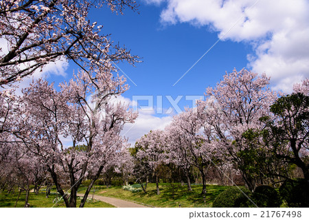 Sakura 44 2016 21767498