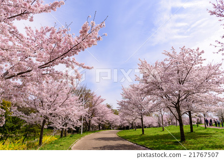 櫻桃樹53 2016年 21767507