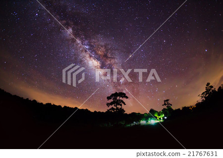 Silhouette of Tree and Milky Way Silhouette of Tree and Milky Way 21767631