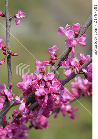 紫荊花（花吉） 21767681