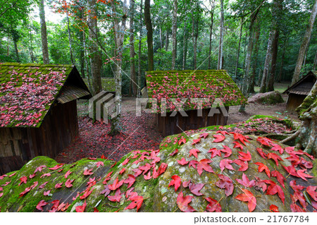 Red maple leaf wit Political and Military School 21767784