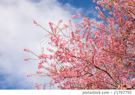 Branch with pink sakura blossoms. Branch with pink sakura blossoms. 21767795