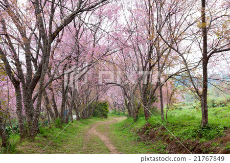 pink sakura blossoms on dirt road in thailand pink sakura blossoms on dirt road in thailand 21767849