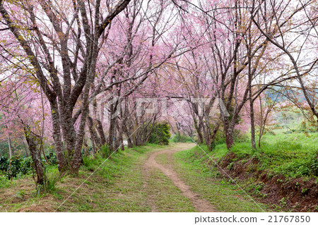 pink sakura blossoms on dirt road in thailand pink sakura blossoms on dirt road in thailand 21767850