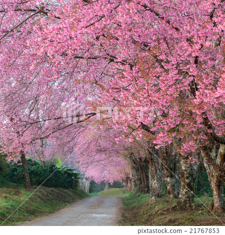 pink sakura blossoms on road in thailand 21767853