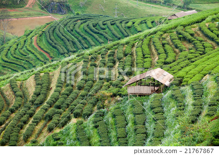 Tea plantation in the Doi Ang Khang, Chiang Mai 21767867