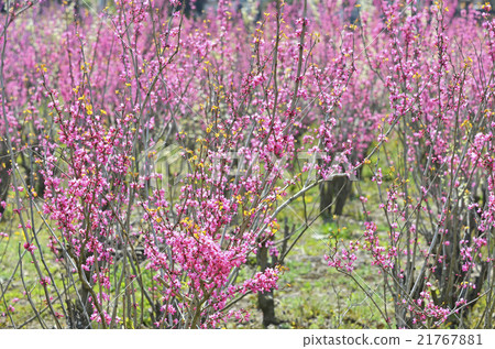 Redbud (Hanasoyoshi) 21767881