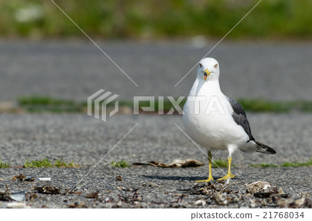 看著一隻母貓 21768034