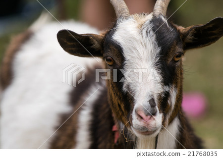 盯著山羊 21768035