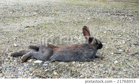 Deep rabbits 21768053