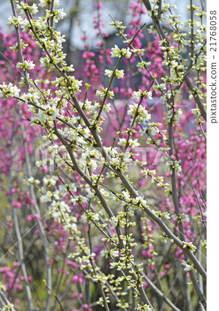 White blooming Hanazu Ou (White flower Shenyang) 21768058