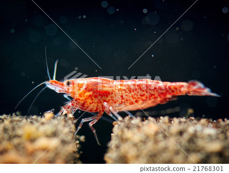 Cherry shrimp tank 21768301
