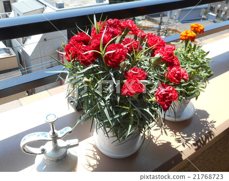 康乃馨和噴霧器 21768723