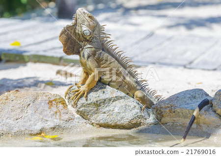 Caribbean Iguana on the beach Caribbean Iguana on the beach 21769016
