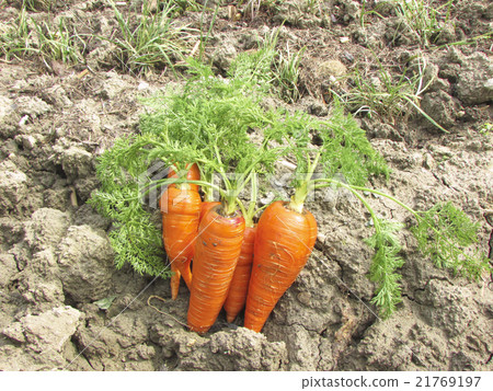 紅蘿蔔 21769197