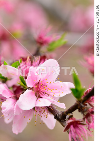 水果王國岡山的清水白桃花 水果王國岡山的清水白桃花 21769566