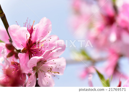 Fruits Kingdom Okayama's Shimizu white peach flowers Fruits Kingdom Okayama's Shimizu white peach flowers 21769571