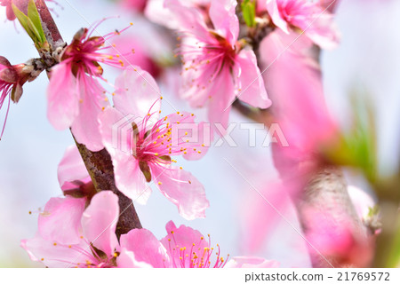 Fruits Kingdom Okayama's Shimizu white peach flowers 21769572