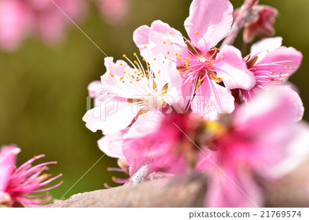 水果王國岡山的清水白桃花 水果王國岡山的清水白桃花 21769574