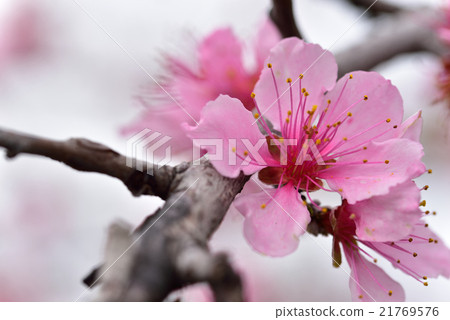 Fruits Kingdom Okayama's Shimizu white peach flowers 21769576