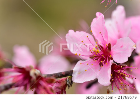 Fruits Kingdom Okayama's Shimizu white peach flowers 21769579