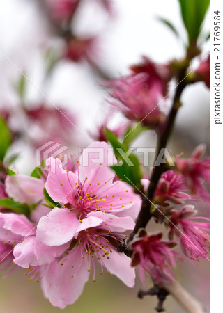 水果王國岡山的清水白桃花 水果王國岡山的清水白桃花 21769584
